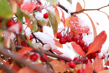 Snow covered autumn brilliance chokeberries and scarlet leaves 