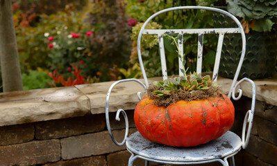 An orange cinderella pumpkin sitting on a blue vintage metal chair outside stuffed with succulents...