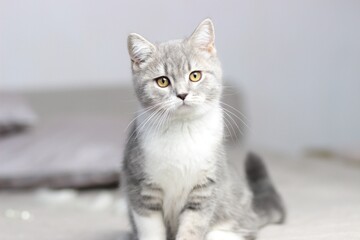Obraz premium Adorable fluffy little Scottish straight grey tabby cat in bed