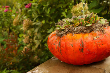 An festive orange cinderella pumpkin stuffed with succulents and moss in a fall midwest backyard