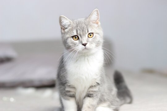 Adorable fluffy little Scottish straight grey tabby cat in bed