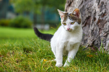 Naklejka na ściany i meble Cat is white with gray spots on the green grass. A stray kitten on the street.