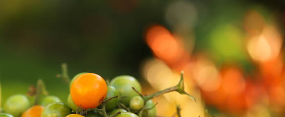Sungold tomatoes, a rich-tasting, juicy cherries of hybrid 'Sungold' are an intense golden orange, almost tangerine, that absolutely glows on the vine