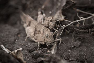 The blue-winged grasshopper (lat. Oedipoda caerulescens), of the family Acrididae.