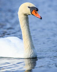 Portrait view of a beautiful White Mute Swan Head and Neck with nice blue water surrounding it