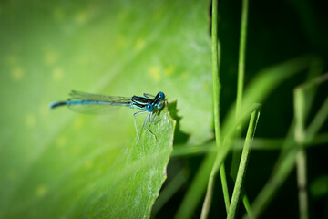 The white-legged damselfly or blue featherleg (lat. Platycnemis pennipes), of the family Platycnemididae, male.
