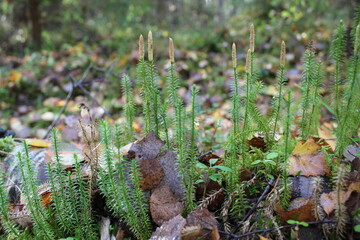 
green moss in the forest close-up