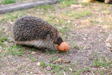 The hedgehog eats the egg.