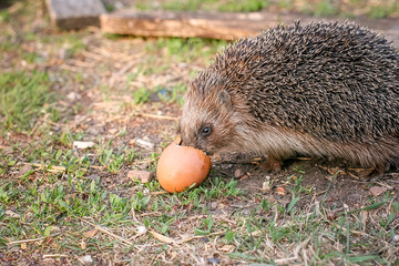 The hedgehog eats the egg. © Sarema