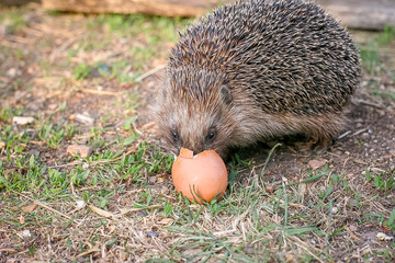 The hedgehog eats the egg. © Sarema
