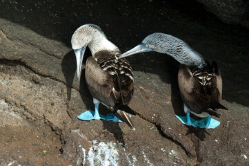 Blue-footed Booby, Sula nebouxii