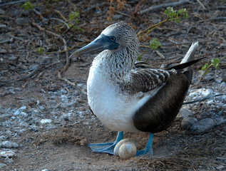 Blue-footed Booby, Sula nebouxii