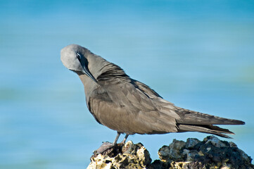 Brown Noddy, Noddy, Anous stolidus