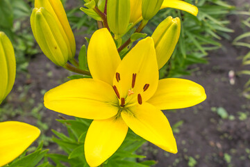 Yellow Lily flower. Hello summer