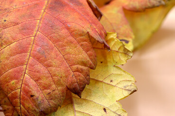 colored dry autumn leaves on the background