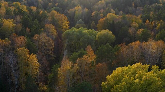 People walk in the Park on a warm autumn day. The wind stirs the trees. Shooting from a height above the Park