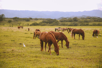 Horses in a ranch, North Shore, Oahu, Hawaii