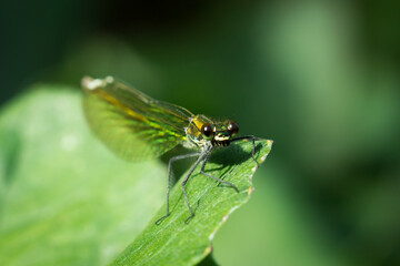 The beautiful demoiselle (female) (lat. Calopteryx virgo), of the family Calopterygidae.