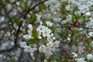 Cherry tree in bloom