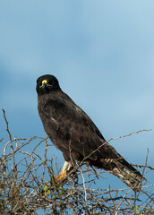 Galapagos Hawk, Buteo galapagoensis