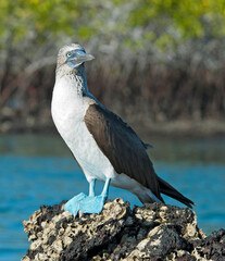 Blue-footed Booby, Sula nebouxii