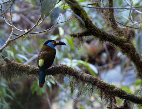 Plate-billed Mountain-Toucan, Andigena laminirostris