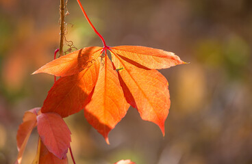 red autumn leaves