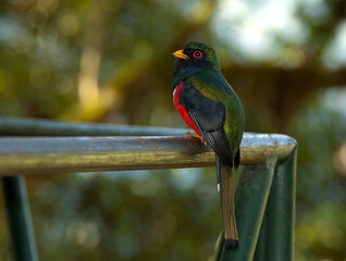 Masked Trogon, Trogon personatus