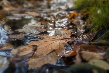 autumn leaves on the water