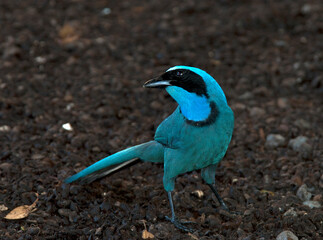 Turquoise Jay, Cyanolyca turcosa