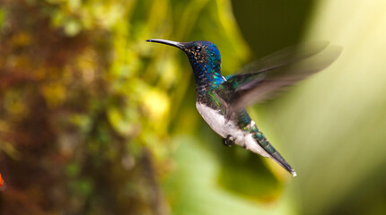 White-necked Jacobin, Florisuga mellivora