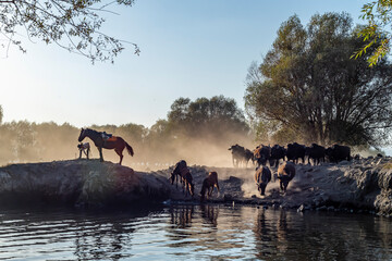 Fototapete bei efototapeten.de bestellen   