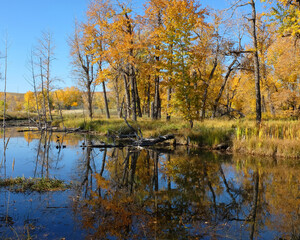 Fototapeta na wymiar autumn landscape with trees and reflections on water