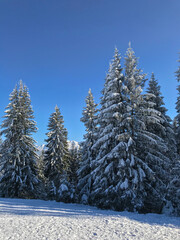 Idyllic snowy winter scene: snowcapped trees with falling snowflakes. © mglu.photo