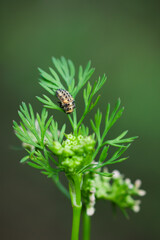 The ladybird's larva (lat. Coccinella septempunctata) starting to pupate.