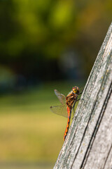 木にとまるアキアカネのオス