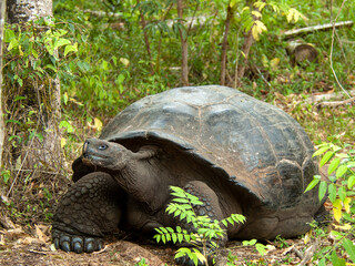 Galapagos Giant Tortoise, Chelonoidis Chelonoidis donfaustoi