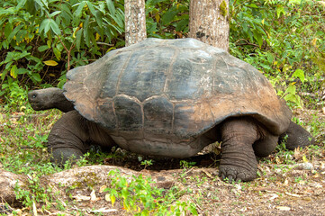 Fototapeta premium Galapagos Giant Tortoise, Chelonoidis Chelonoidis donfaustoi