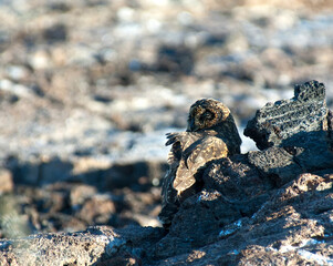 Galapagos short-eared Owl, Asio flammeus ssp. galapagoensis