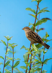 bird, natur, spatz, tier, wild lebende tiere, ast,