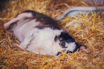 Fat small black and white dog resting