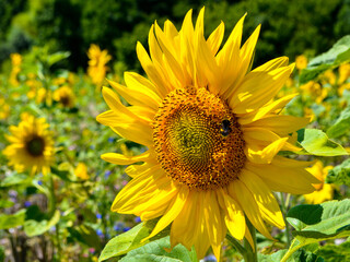 Sunflower with a bee on it