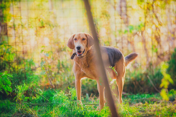 Naklejka na ściany i meble red dog in autumn in October on a sunny day walks in the forest