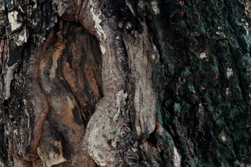 clear and beautiful looking wood grain pattern