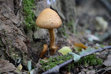 Mushrooms