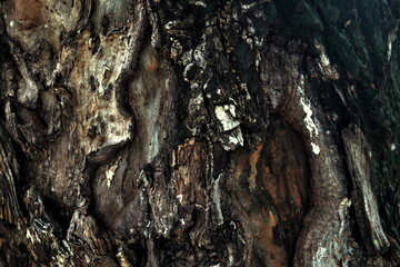 clear and beautiful looking wood grain pattern