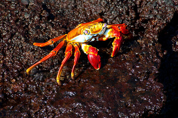 Sally lightfoot Crab, Grapsus grapsus
