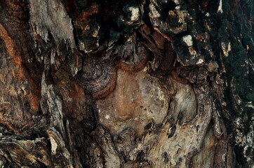 clear and beautiful looking wood grain pattern