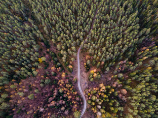 Road in woods