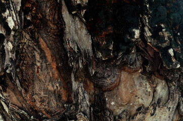 clear and beautiful looking wood grain pattern